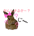うさちゃん熊本弁2（個別スタンプ：13）