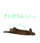 うさちゃん熊本弁2（個別スタンプ：14）