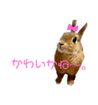 うさちゃん熊本弁2（個別スタンプ：18）