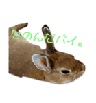 うさちゃん熊本弁2（個別スタンプ：26）