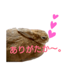 うさちゃん熊本弁2（個別スタンプ：27）