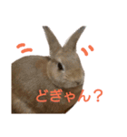 うさちゃん熊本弁2（個別スタンプ：28）