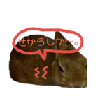 うさちゃん熊本弁2（個別スタンプ：35）