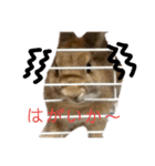 うさちゃん熊本弁2（個別スタンプ：40）