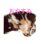 KURO SIBA（個別スタンプ：1）