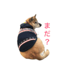 岡家のすず（個別スタンプ：17）