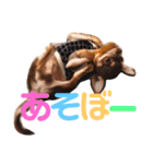 チワワのわちちスタンプ（個別スタンプ：4）