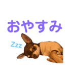 チワワのわちちスタンプ（個別スタンプ：12）