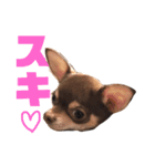 チワワのわちちスタンプ（個別スタンプ：14）