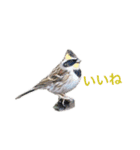 野鳥スタンプ01（個別スタンプ：14）