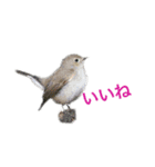 野鳥スタンプ01（個別スタンプ：15）