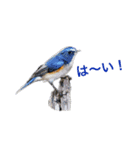 野鳥スタンプ01（個別スタンプ：31）