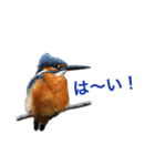 野鳥スタンプ01（個別スタンプ：33）
