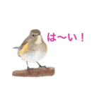 野鳥スタンプ01（個別スタンプ：36）