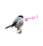 野鳥スタンプ01（個別スタンプ：37）