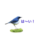 野鳥スタンプ01（個別スタンプ：40）