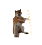 柴犬チキ＆キクマルPart1（個別スタンプ：4）