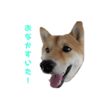 柴犬チキ＆キクマルPart1（個別スタンプ：5）