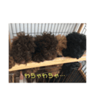 村上家のわんこ達（個別スタンプ：6）