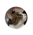 くーちゃんとたくのスタンプ（個別スタンプ：3）