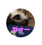 くーちゃんとたくのスタンプ（個別スタンプ：8）