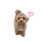 キャラメル色のめるちゃん♡（個別スタンプ：1）