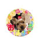 ちょこちゃんのスタンプ♡（個別スタンプ：4）