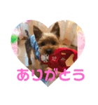 ちょこちゃんのスタンプ♡（個別スタンプ：6）