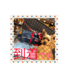 ちょこちゃんのスタンプ♡（個別スタンプ：11）