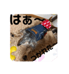 ちょこちゃんのスタンプ♡（個別スタンプ：13）