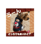 ちょこちゃんのスタンプ♡（個別スタンプ：14）