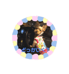 ちょこちゃんのスタンプ♡（個別スタンプ：15）