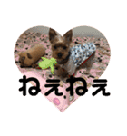 ちょこちゃんのスタンプ♡（個別スタンプ：21）