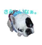 フレブルわんぱく龍馬（個別スタンプ：4）