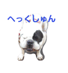 フレブルわんぱく龍馬（個別スタンプ：7）