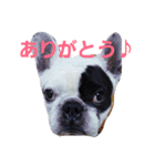 フレブルわんぱく龍馬（個別スタンプ：16）