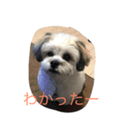 我が家のポキの日常（個別スタンプ：1）