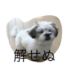 我が家のポキの日常（個別スタンプ：2）