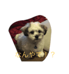 我が家のポキの日常（個別スタンプ：3）