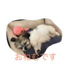 我が家のポキの日常（個別スタンプ：4）