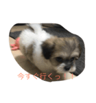 我が家のポキの日常（個別スタンプ：6）