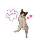 ❤愛しのすーたん❤（個別スタンプ：1）