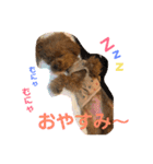 トイプードルはうす。もも（個別スタンプ：2）