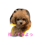 トイプードルはうす。もも（個別スタンプ：4）