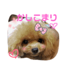 トイプードルはうす。もも（個別スタンプ：6）
