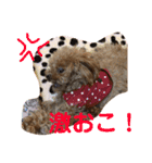 トイプードルはうす。もも（個別スタンプ：7）