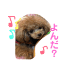 トイプードルはうす。もも（個別スタンプ：10）
