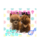 トイプードルはうす。もも（個別スタンプ：13）