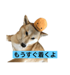 まりことたんこ（個別スタンプ：1）