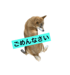 まりことたんこ（個別スタンプ：2）